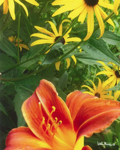 Black-eyed Susans & Day Lily