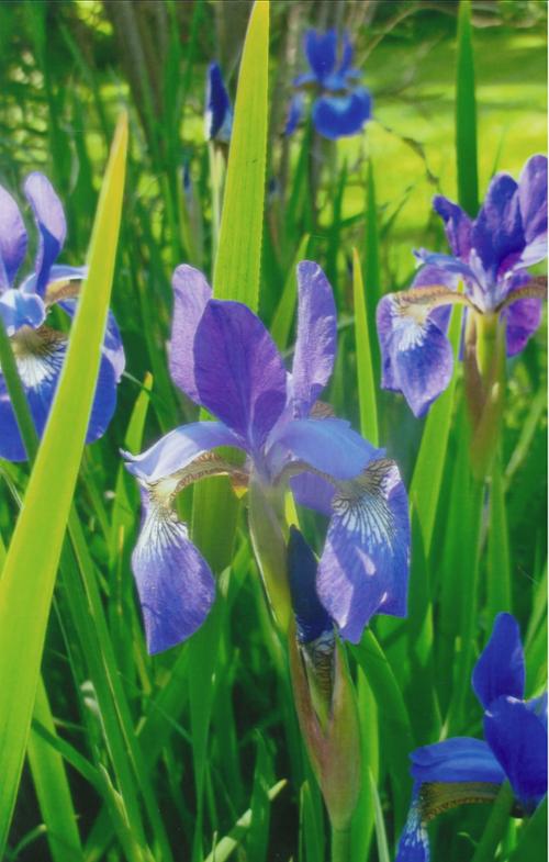 Blue Iris in Sun