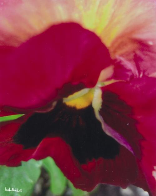 Red Faced Pansy